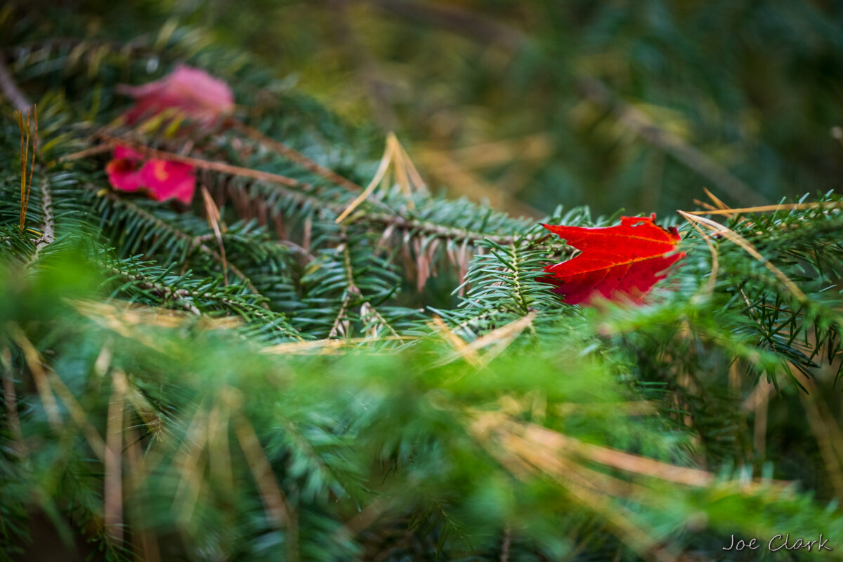 Red Leaf by Joe Clark