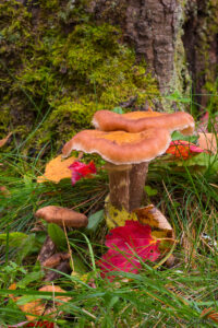 Tree Mushroom by Joe Clark 1