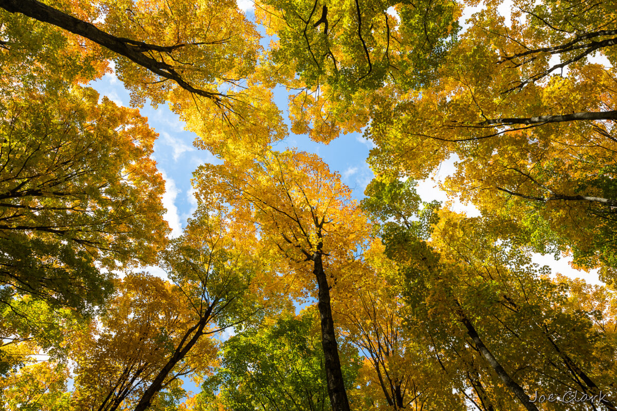 Green n Gold by Joe Clark American landscape Photographer