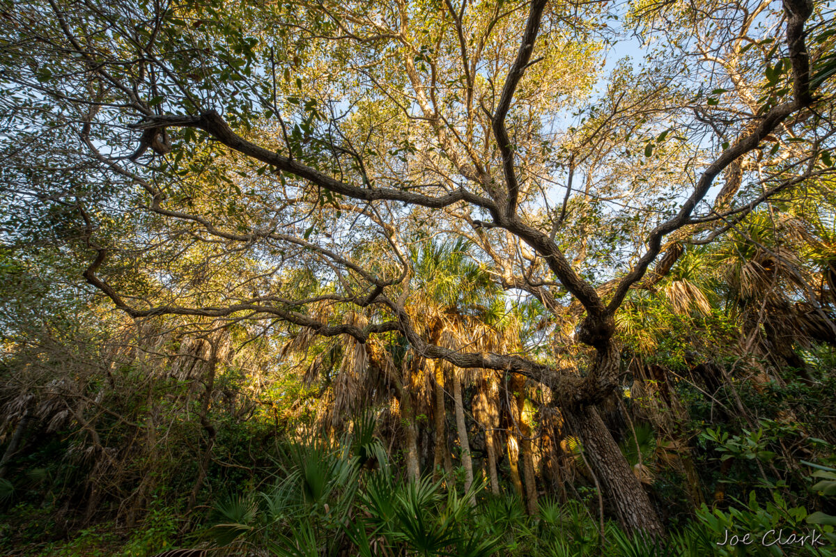 Old Growth by Joe Clark American landscape Photographer