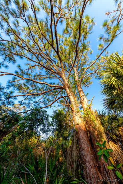 Tropical Pine by Joe Clark American landscape Photographer