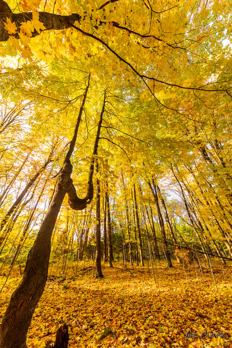 Golden Majesty by Joe Clark