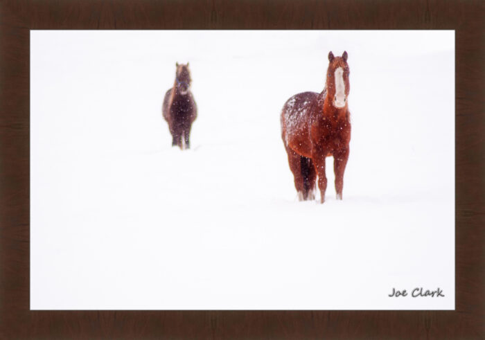 Ahead of the herd. by Joe Clark R60587.jpg