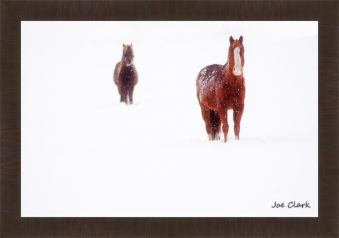 Ahead of the herd. by Joe Clark R60545.jpg