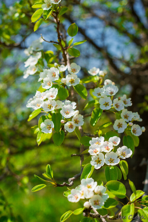 Apple Blossom 1