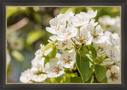 Apple Blossom 2 by Joe Clark L638120L638120 1.jpg