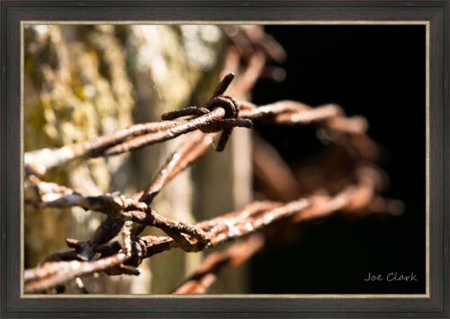 Barbed Wire 1 by Joe Clark L638120L638120.jpg