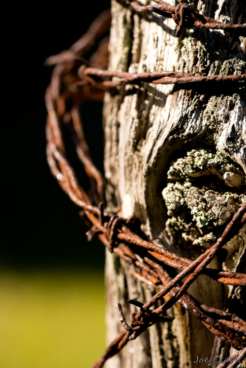 Barbed Wire 2