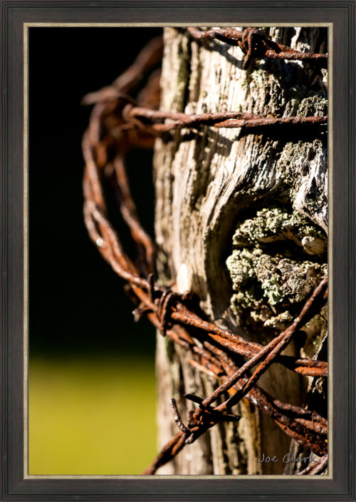 Barbed Wire 2 by Joe Clark L638120L638120.jpg