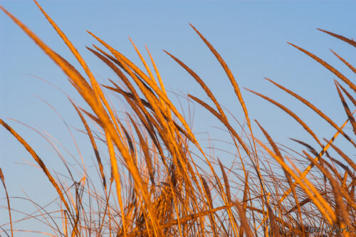 Beach grass