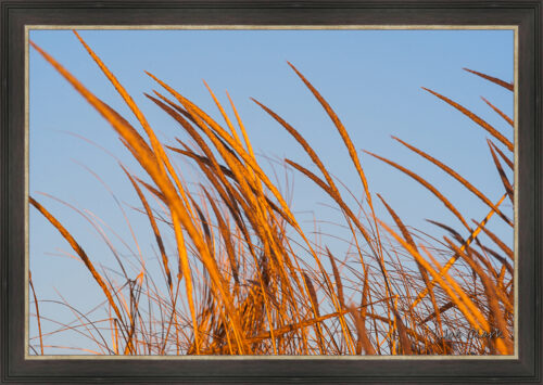 Beach grass by Joe Clark L638120L638120.jpg