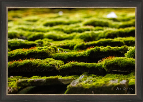 Chandlers Moss by Joe Clark L638120L638120.jpg