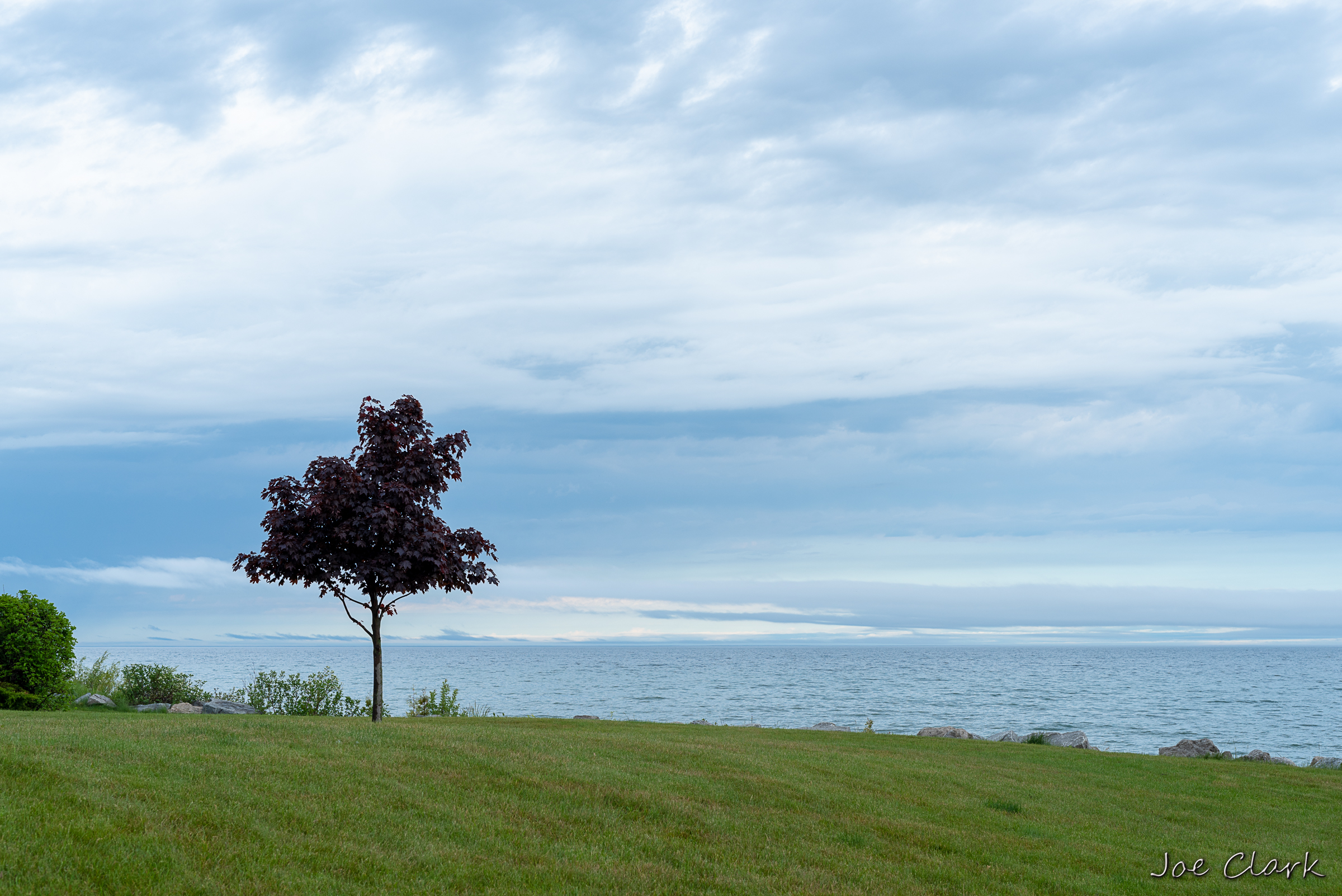 Cloud Tree