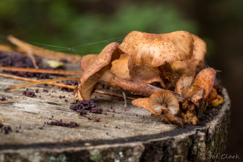 Fall Fungi