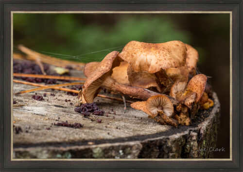 Fall Fungi by Joe Clark L638120L638120.jpg