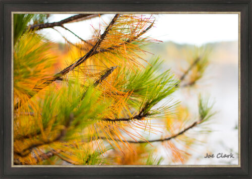 Golden Pine by Joe Clark L638120L638120.jpg