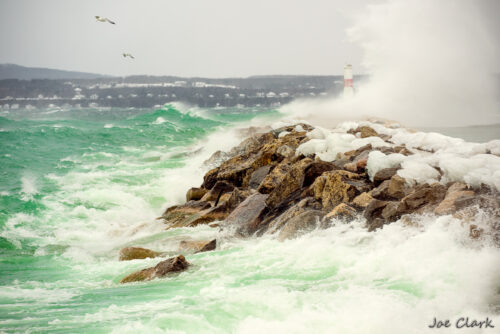 Gull Storm