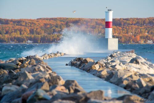 Lone Gull