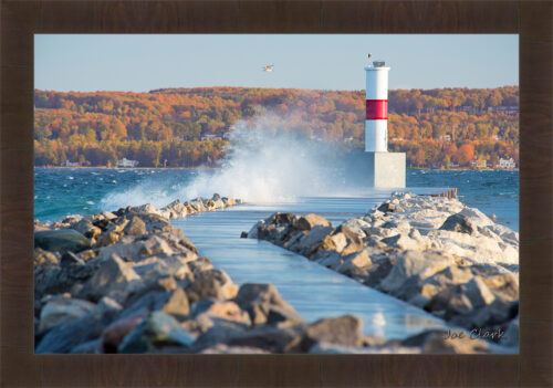 Lone Gull by Joe Clark R60545.jpg