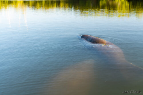 Manatee Hole