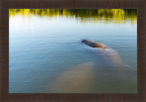 Manatee Hole by Joe Clark R60545.jpg