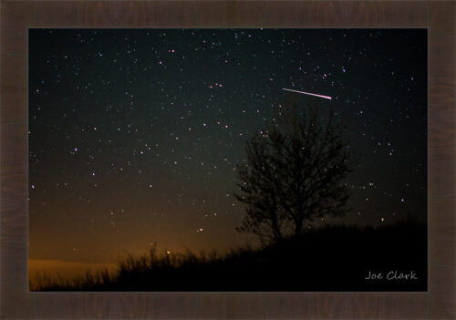 Meteor Tree by Joe Clark R60545.jpg