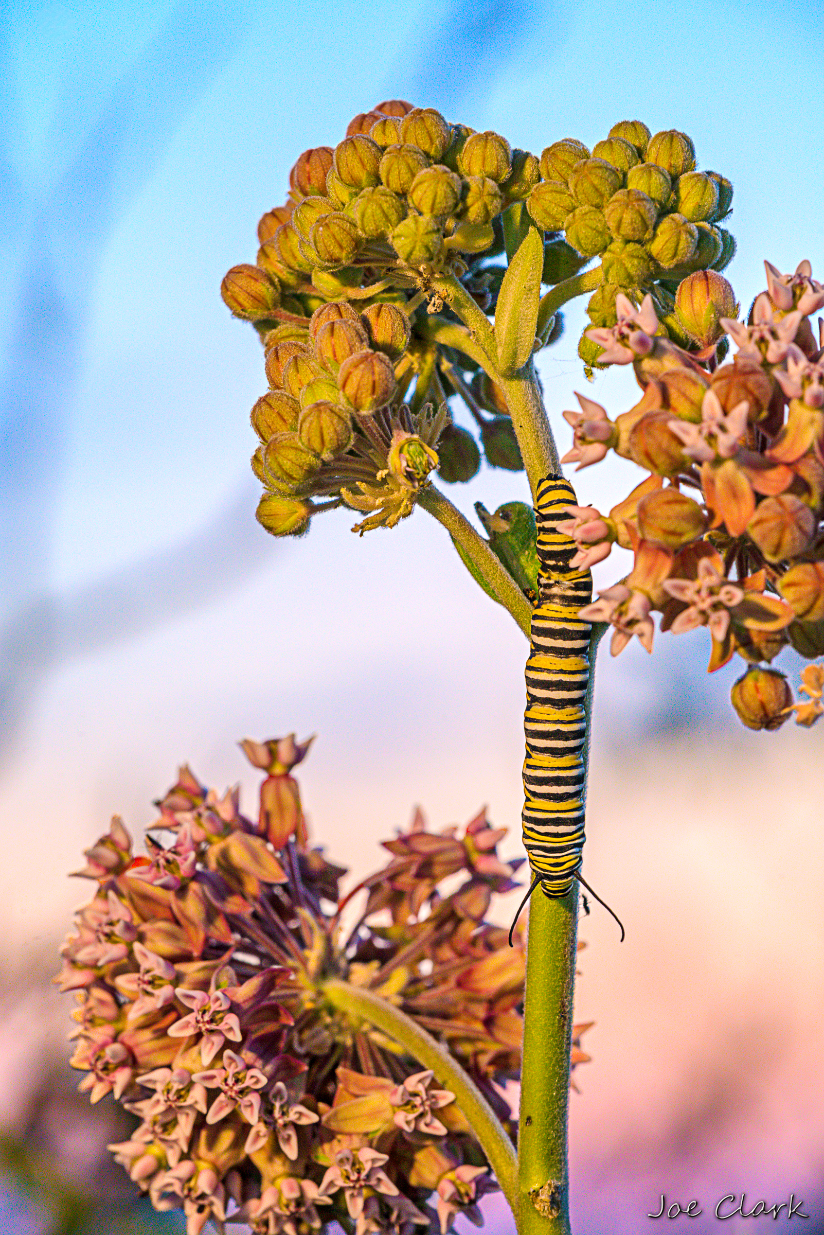 Monarch Caterpillar