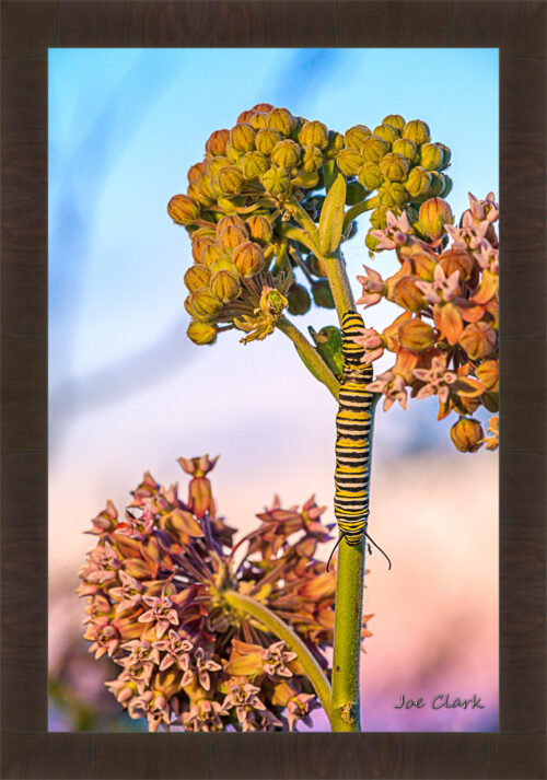 Monarch Caterpillar by Joe Clark R60545.jpg