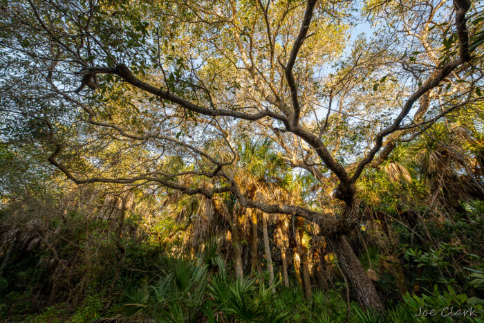 Old Growth