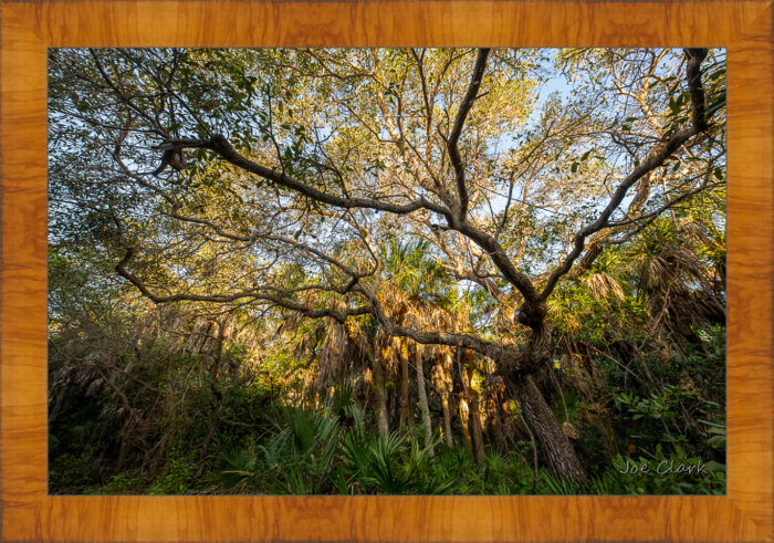 Old Growth by Joe Clark R60583.jpg