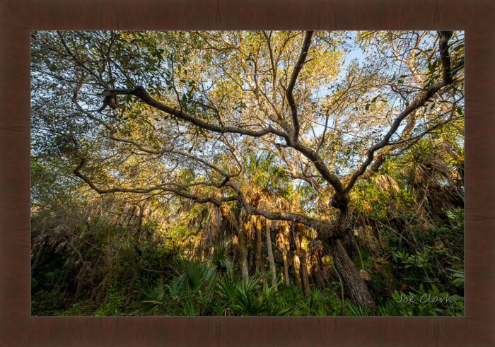 Old Growth by Joe Clark R60587.jpg