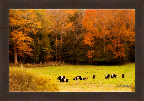 Oreo Cows by Joe Clark R60545.jpg