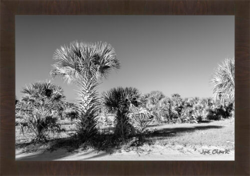 Palm Morning by Joe Clark R60545.jpg