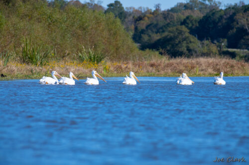 Pelican Procession