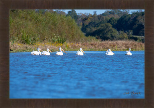 Pelican Procession by Joe Clark R60545.jpg