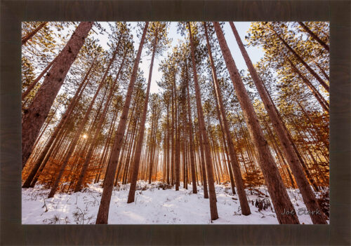 Pine Snow by Joe Clark R60545.jpg