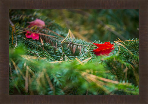 Red Leaf by Joe Clark R60545.jpg