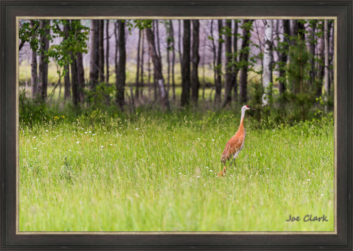 Sandhill Son 2 by Joe Clark L638120.jpg