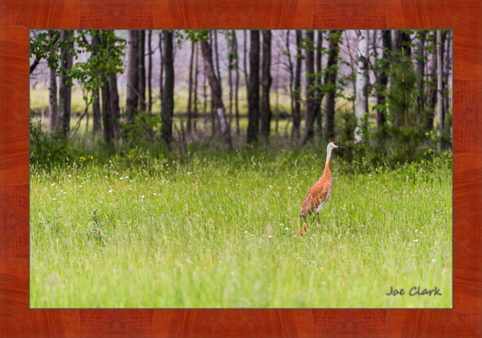 Sandhill Son 2 by Joe Clark R60553.jpg