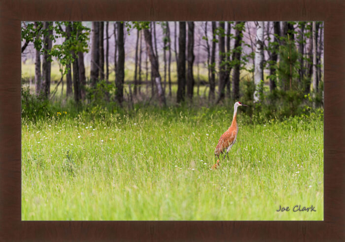 Sandhill Son 2 by Joe Clark R60587.jpg