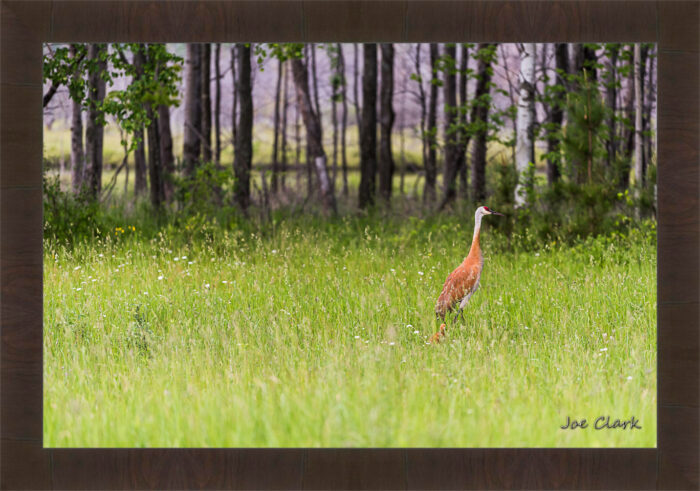 Sandhill Son 2 by Joe Clark R60545.jpg