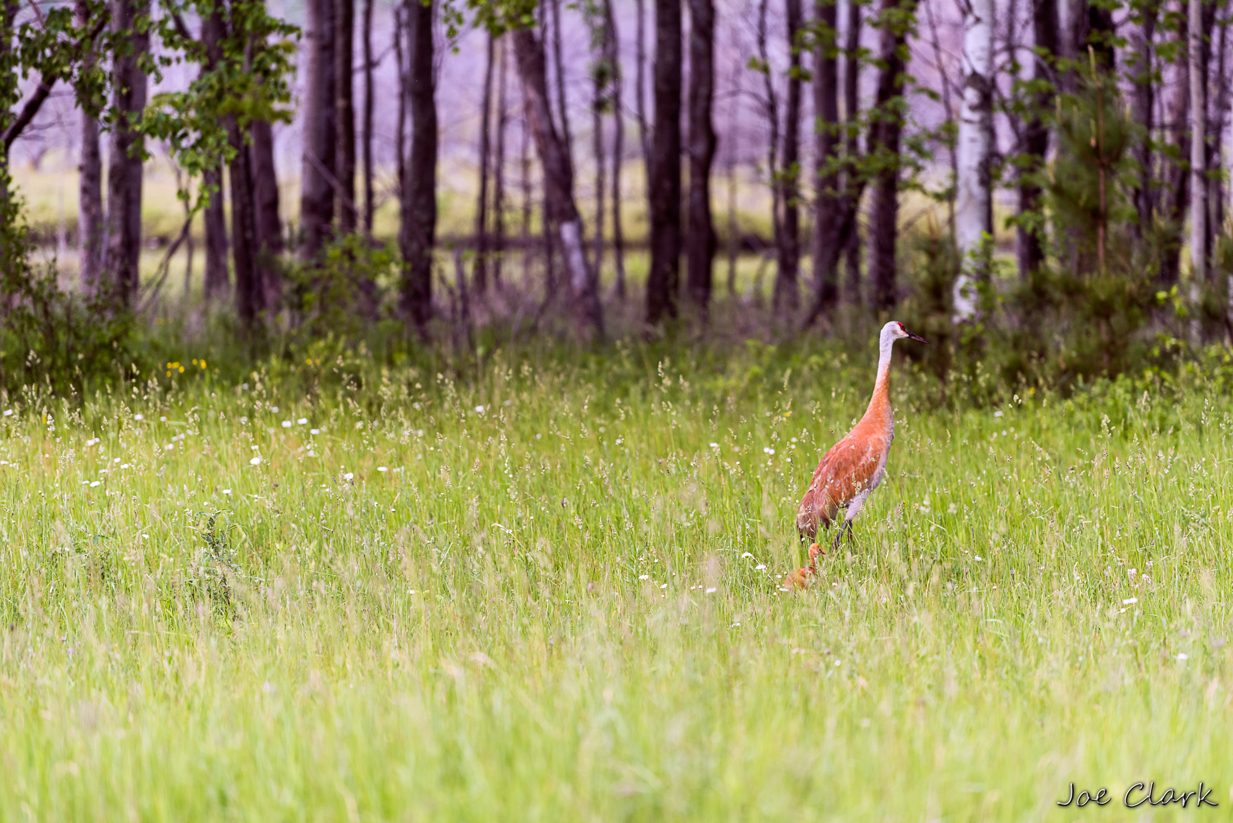 Sandhill and Son