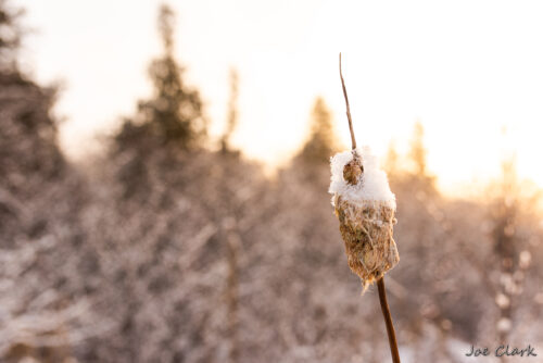 Snowy Cotton