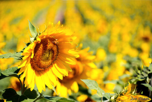 Sunflower FIeld