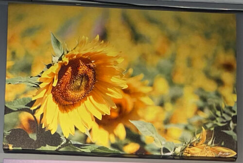 Sunflower Field 265x40 GWC.jpg