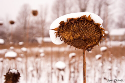 Sunflower II.