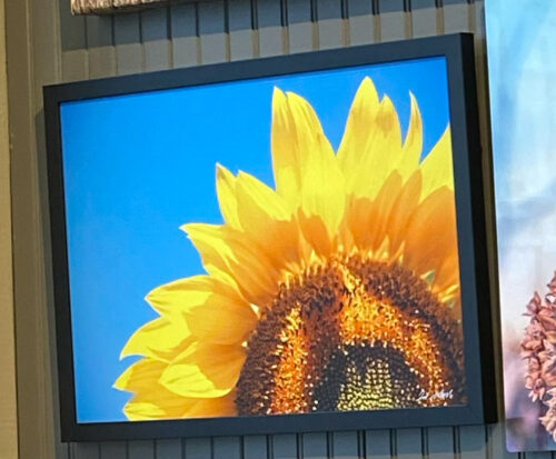 Sunflower Summer 12x18 Metal.jpg