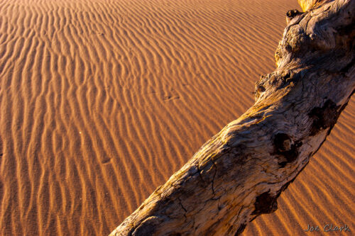 Tree and sand.