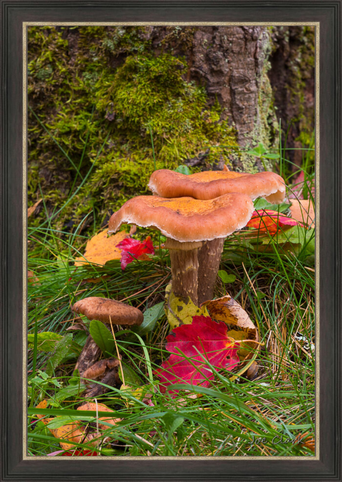 Treee Mushroom by Joe Clark L638120.jpg