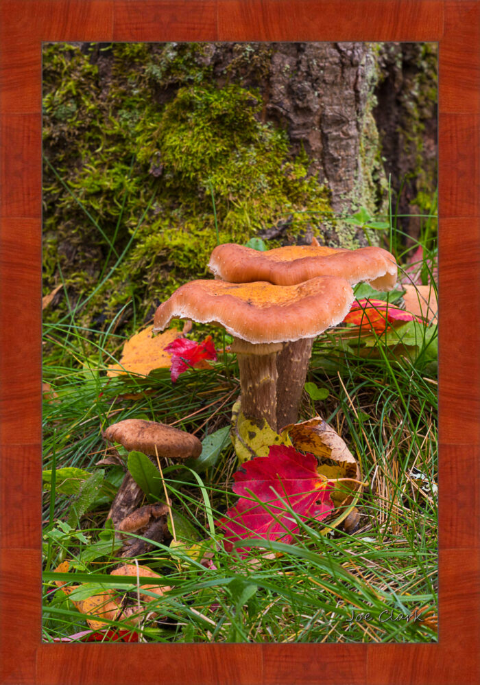 Treee Mushroom by Joe Clark R60553.jpg